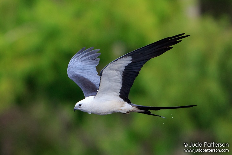 Swallow-tailed Kite, Lake Woodruff National Wildlife Refuge, Florida, United States